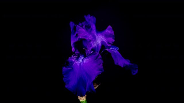 Blue Iris Flower Opening Bud in Time Lapse on a Black Background. Tender Flower Wilt After Blooming in Timelapse