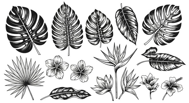 Collection of various tropical leaves and flowers.