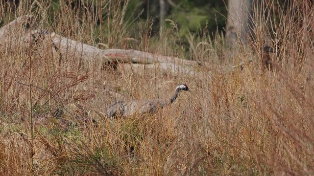 A common crane walks calmly among dry branches in early spring, looking around carefully and watching its surroundings.