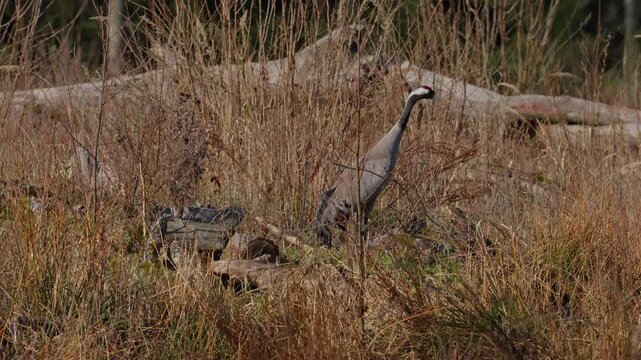 A common crane walks calmly among dry branches in early spring, looking around carefully and watching its surroundings.
