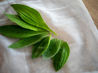 Fresh plantain leaves collected for drying and homemade herbal syrup preparation, arranged on a linen bag. Natural medicinal herb and traditional herbal remedy concept. © Marek