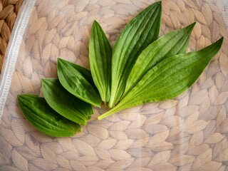 Fresh plantain leaves collected for drying and homemade herbal syrup preparation, arranged on a linen bag. Natural medicinal herb and traditional herbal remedy concept. © Marek