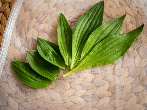 Fresh plantain leaves collected for drying and homemade herbal syrup preparation, arranged on a linen bag. Natural medicinal herb and traditional herbal remedy concept.