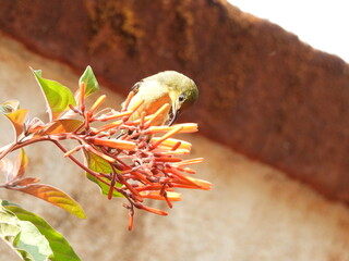Indian black lored tit sitting on tree branch in natural environment © ashish