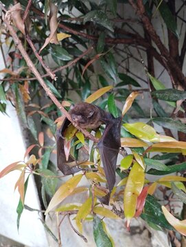 small bat on tree
