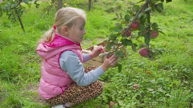 Little blonde girl picking ripe apples in autumn garden. Side view of a child sitting and picking fresh apples from a tree branch.