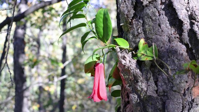 The copihue, Chile's national flower, is shown in full bloom with its petals open, its bell shape displaying an intense red color. The image shows it hanging from a vine in the native forest.