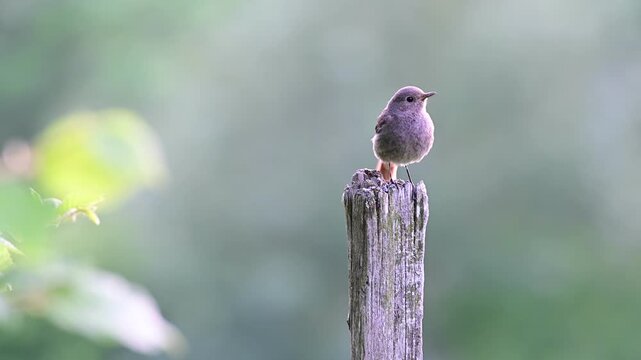 Redstart perched on a wooden post in the Pilat Regional Natural Park, Loire, Veranne commune.