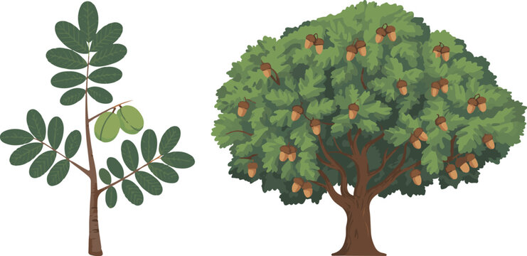 Detailed green tree with small leaves and large oak tree filled with brown acorns isolated on transparent background for landscape.