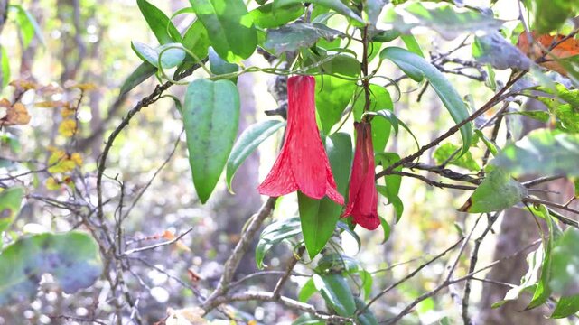 The copihue, Chile's national flower, is shown in full bloom with its petals open, its bell shape displaying an intense red color. The image shows it hanging from a vine in the native forest.