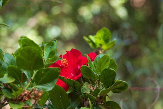 Vibrant Crimson Hibiscus Flower Blooming Amidst Lush Green Leaves in Soft Natural Bokeh