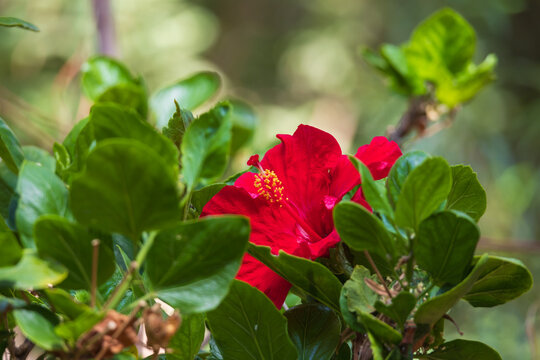 Vibrant Red Hibiscus Flower Hidden Inside Lush Green Foliage in Dappled Sunlight