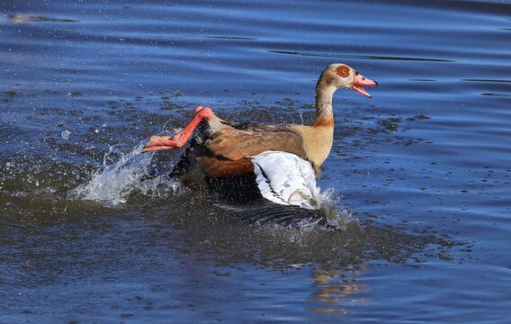 Badende Nilgans in einem Teich.  Nutzt nat&uuml;rliche Gew&auml;sser intensiv zur Abk&uuml;hlung, Gefiederpflege und Nahrungssuche. 