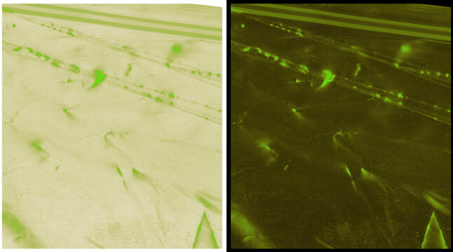 Microscopic view of biological cells under fluorescence, green fluorescent protein imaging in laboratory research, cellular structure analysis