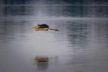 Dolina Baryczy © Stanisaw