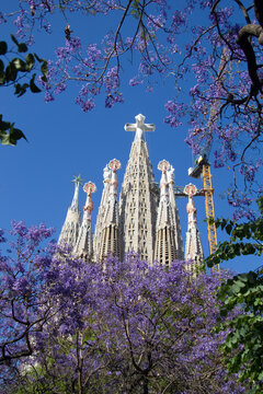 28 mayo de 2026. Barcelona. Detalle de torres de la Sagrada Familia de Gaud&iacute; y su cruz. Flores lilas de los &aacute;rboles del parque.