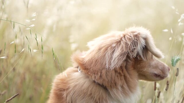 Close-up portrait of Nova Scotia Duck Tolling Retriever in waving golden meadow grass 