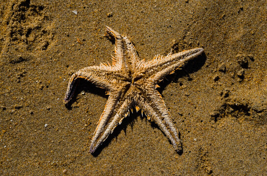 Astropecten platyacanthus es una estrella de mar de la familia Astropectinidae