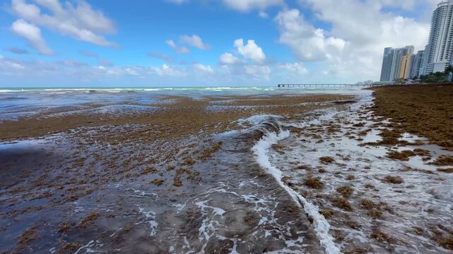 Playa de Miami Invadida por el Sargazo &ndash; Video 4K Horizontal