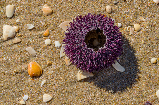 El erizo de mar violeta o Sphaerechinus granularis es una especie que, dentro de los equinodermos, podemos ubicar en la clase Echinoidea