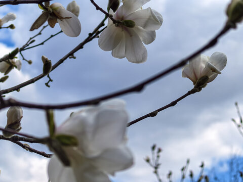 White Magnolia Flowers Blooming Under Cloudy Spring Sky