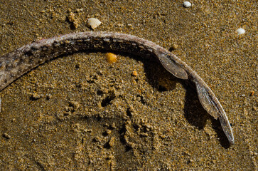 La raya espinosa (Raja clavata), o raya de lomo espinoso, es una especie de pez raya de la familia Rajidae © Primi