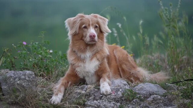 Nova Scotia Duck Tolling Retriever lying on rocks in scenic mountain landscape with natural greenery and dramatic shallow focus