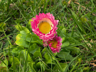 Bellis Perennis Dual Pink Daisy Flowers © Vertstyle