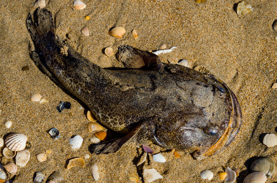 El pez sapo ostra (Opsanus tau), tambi&eacute;n conocido como sapo ostra o sapo feo