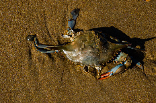 Callinectes sapidus, el cangrejo azul, cangrejo azul del Atl&aacute;ntico o, regionalmente, cangrejo azul de Maryland
