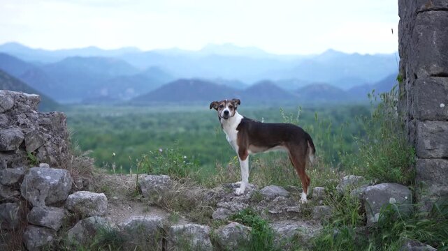 Tricolor mixed breed dog standing in abandoned stone fortress with scenic mountain panorama and dramatic natural background