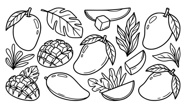 Hand Drawn Mango Fruit Collection with Sliced Mango Tropical Leaves and Botanical Illustration