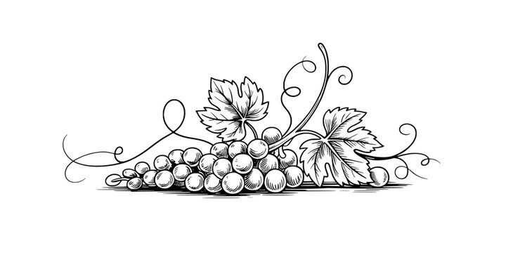 Leaves grape cluster doodle vector with decorative curls and swirling vines for grape harvest and winery design