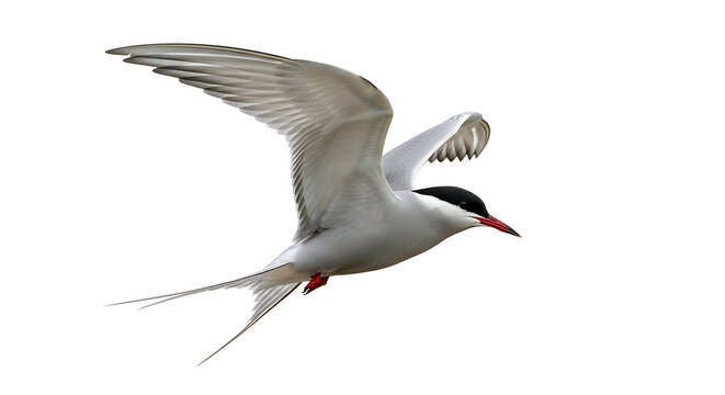 White seabird flying with fish in beak