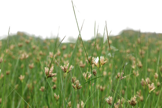 Green grass with brown seed heads growing in a wild meadow under natural summer daylight PNG isolated on transparent background