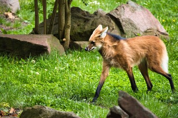 Obraz premium Maned Wolf Walking Through Green Grass in Natural Habitat