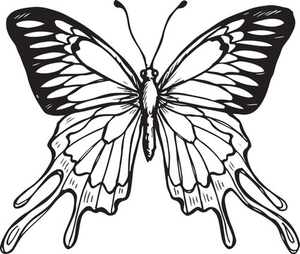Trogonoptera brookiana rajah brooke birdwing butterfly hand drawn sketch vector illustration isolated on white background