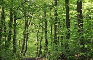 Fototapeta premium Laubmischwald im Arnsberger Wald