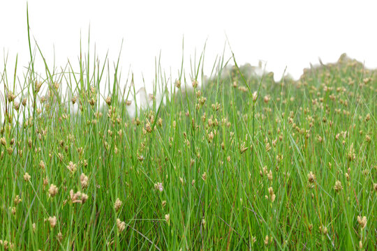 Grass and wild sedge plants with brown seed heads growing in a dense cluster with natural daylight PNG isolated on transparent background