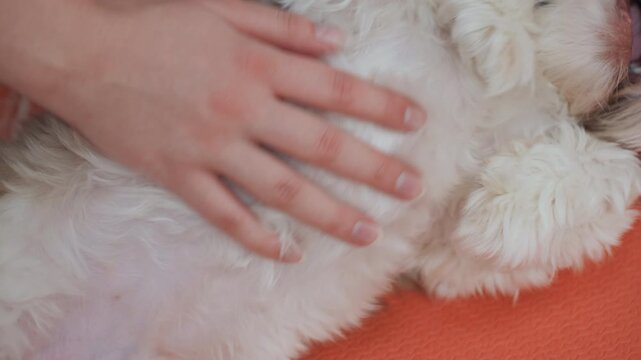 Caucasian pregnant woman hands rubbing dog belly closeup on orange mat, soft fur detail, soothing massage strokes, intimate tactile bonding, calm wellness focus and gentle rhythm