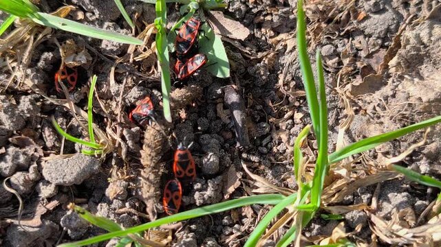 Macro footage of red soldier bugs moving across dry soil and tree bark in sunlight. Natural wildlife background with insects in their habitat, high resolution nature video.