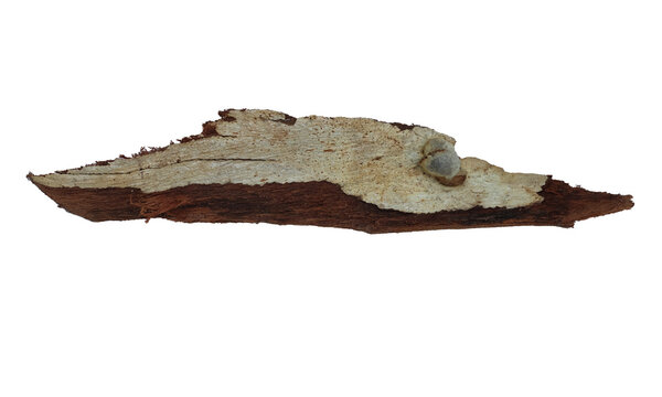 Broken wooden splint with natural bark texture isolated graphic element