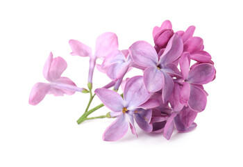 Obraz premium Fresh beautiful lilac flowers isolated on white