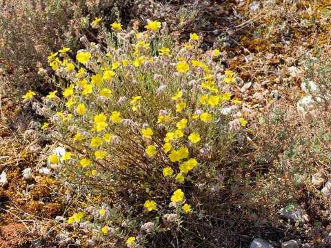 (Helianthemum nummularium) H&eacute;lianth&egrave;mes nummulaires, plante ligneuse en touffe &eacute;tal&eacute;e produisant de nombreuses petites fleurs jaune orn&eacute;es d'&eacute;tamines dor&eacute;es recouvrant un sol rocailleux 