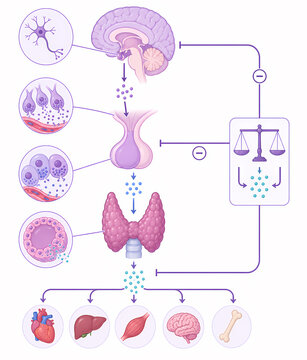 Thyroid hormone feedback loop HPT axis illustration
