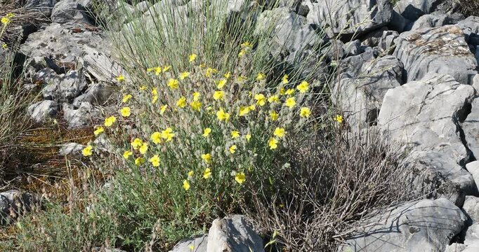 Helianthemum nummularium | H&eacute;liantheme commun - H&eacute;lianth&egrave;me nummulaire. Touffe de fines fleurettes jaunes &agrave; petites feuilles vertes sur tiges lignueuses &eacute;tal&eacute;s sur un rocailleux de garrigue