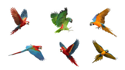 Collection of various colorful exotic parrots in flight with collection tropical colorful feathers wildlife isolated background movement birdwatching © Sahazadi