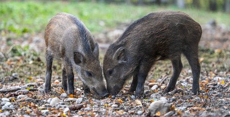 Young european wild boars foraging for food in autumn forest © Michael
