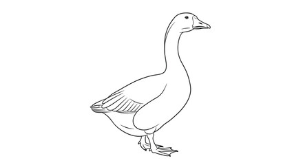 Fototapeta premium Detailed black and white line drawing of a single goose standing in profile against a plain white background for coloring.