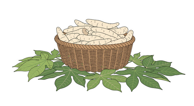 Large wicker basket filled with fresh cassava roots resting on several green leaves is depicted in a detailed hand drawn botanical illustration style.